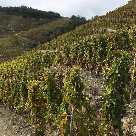 Le Domaine Des Vignes Lyon Sud Vienne Hotel Ampuis